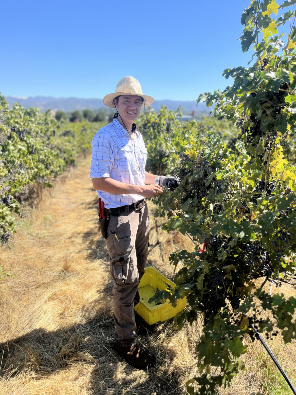 UCCE viticulture advisor Christopher Chen inspects grapes in a vineyard
