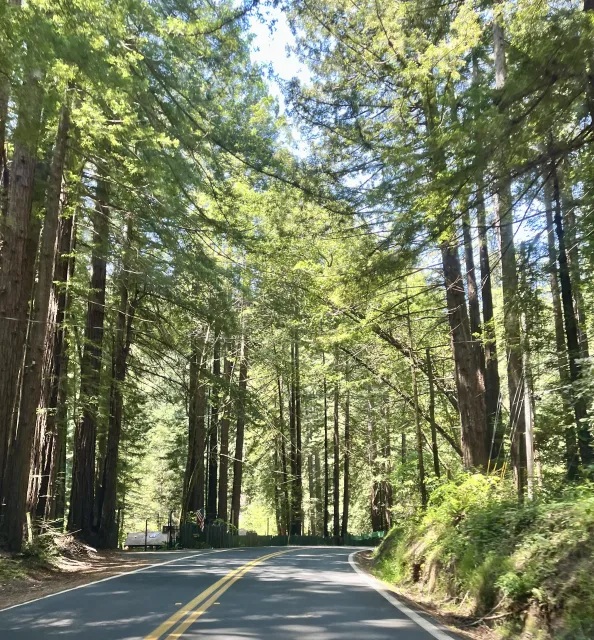 Road winds between towering trees
