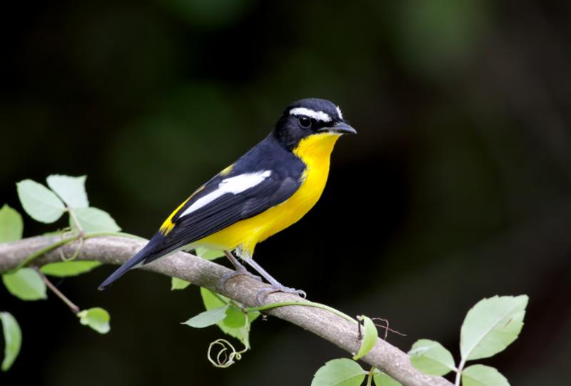 yellow_rumped_flycatcher.jpg