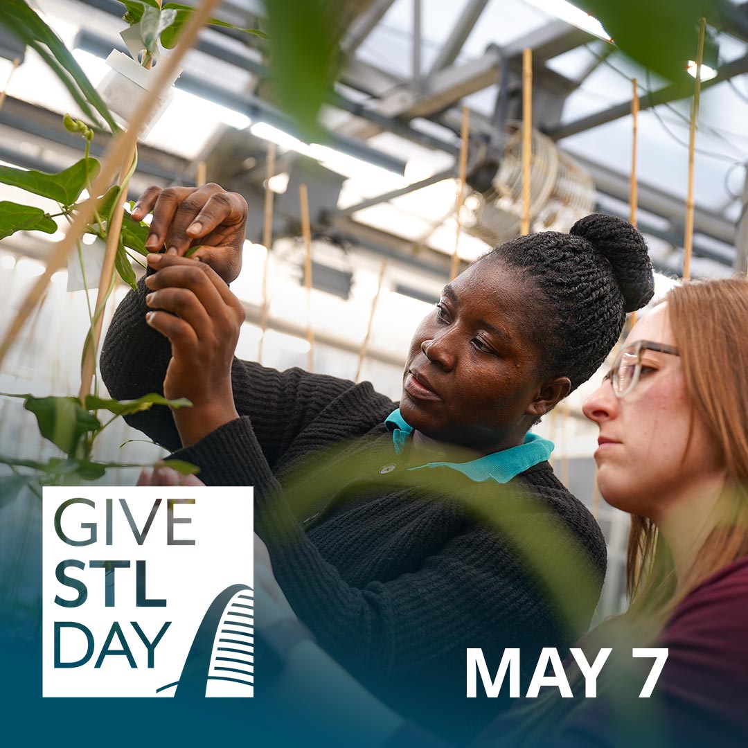 Danforth Center researchers studying cowpeas. Give STL Day logo. May 7.
