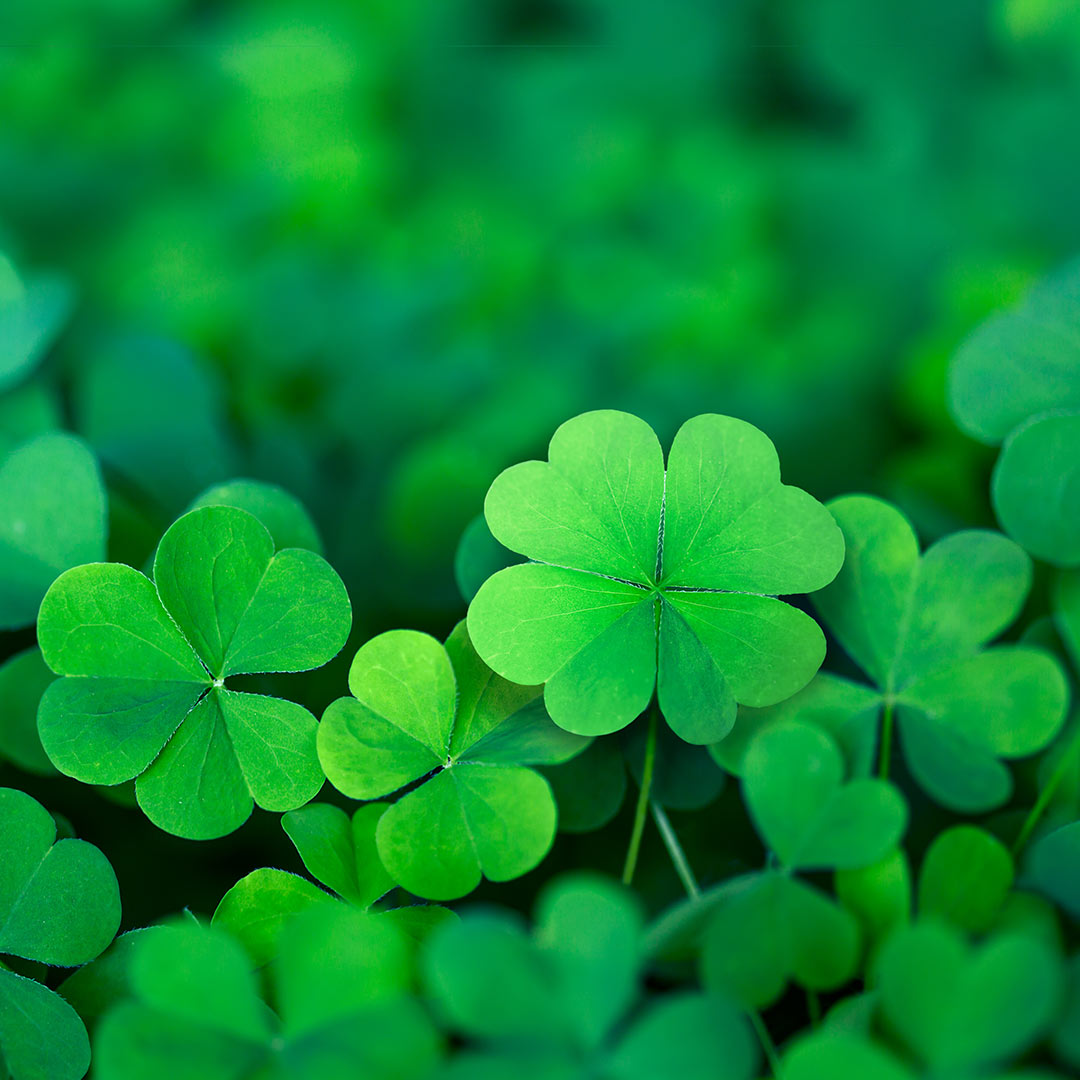A four-leaf clover in a field of clovers.