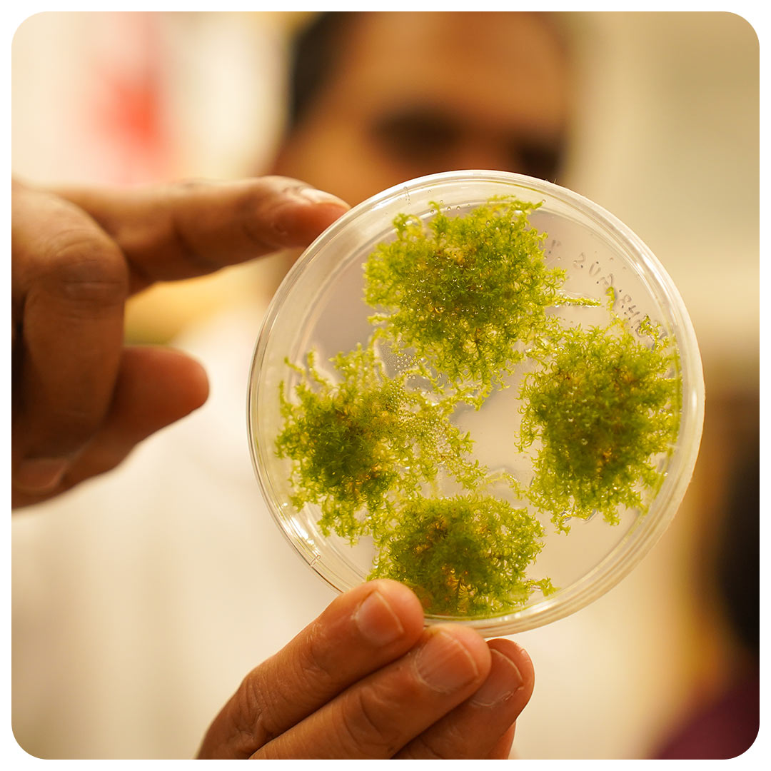 Moss in a petri dish.