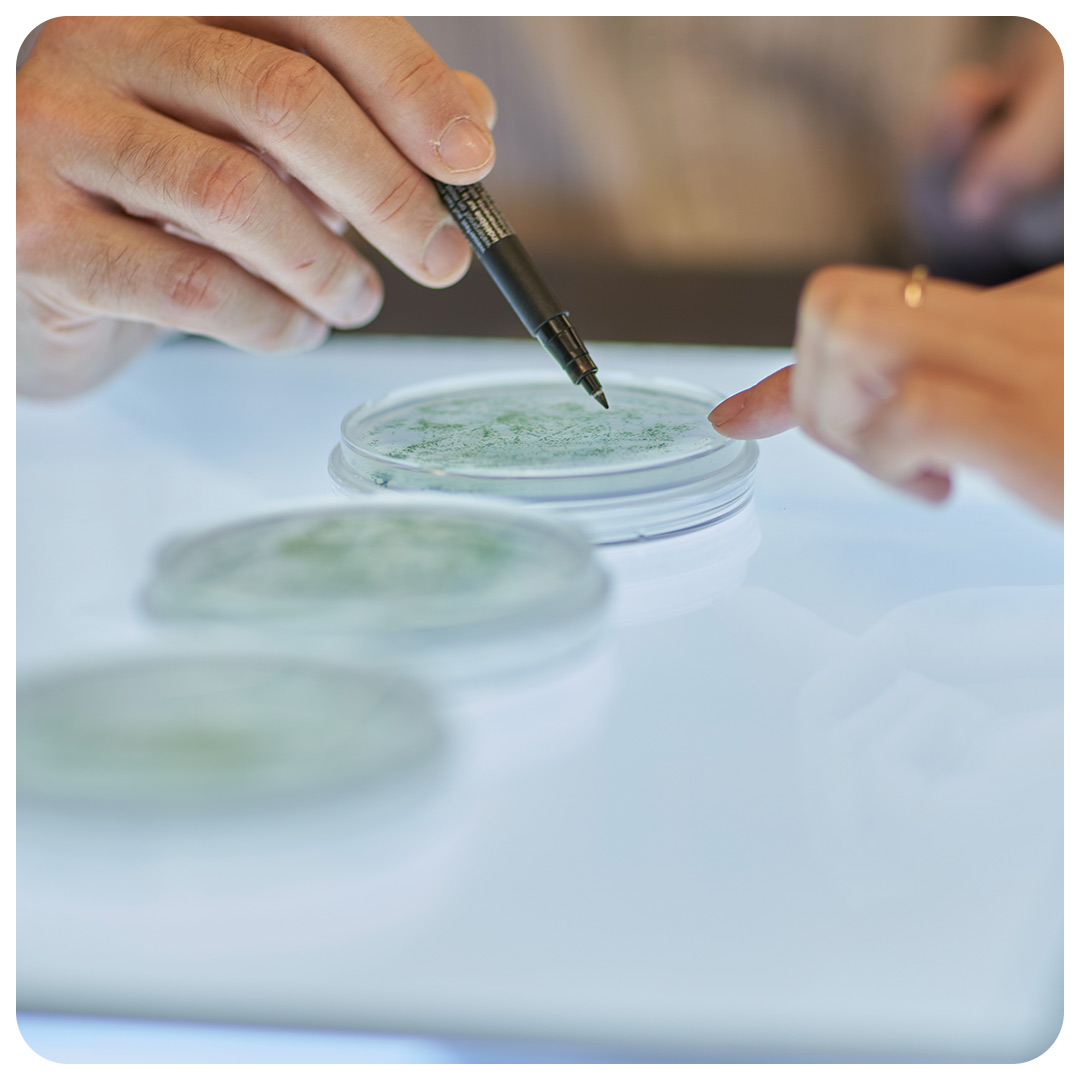 Algae in a petri dish.