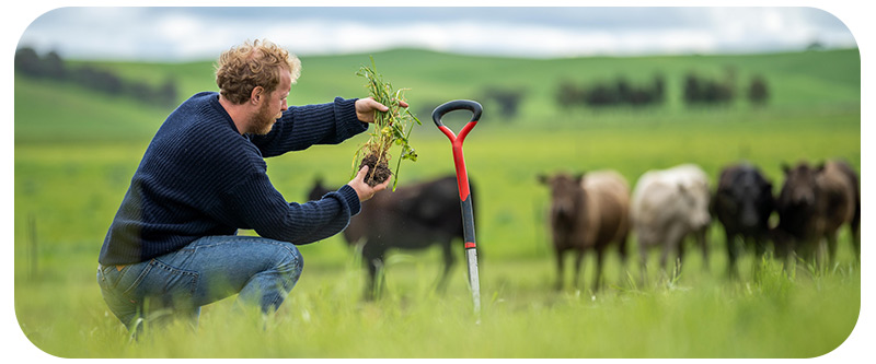 Farmer taking soil samples and looking at plant growth in a farm.