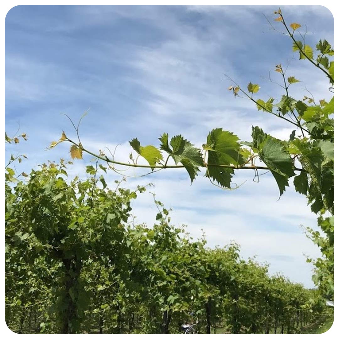 Grapevine.