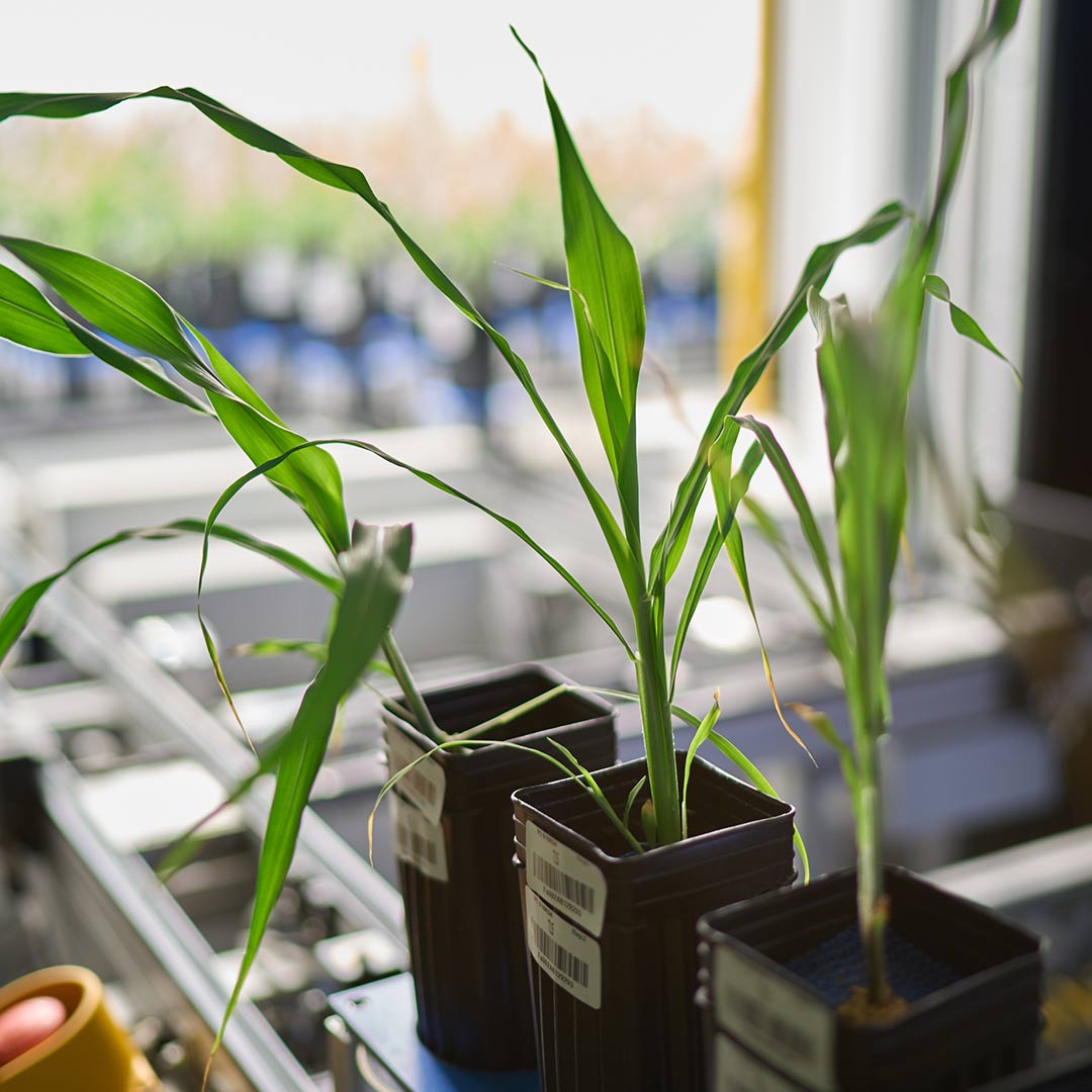Plants in the Bellwether Foundation Phenotyping Facility. 