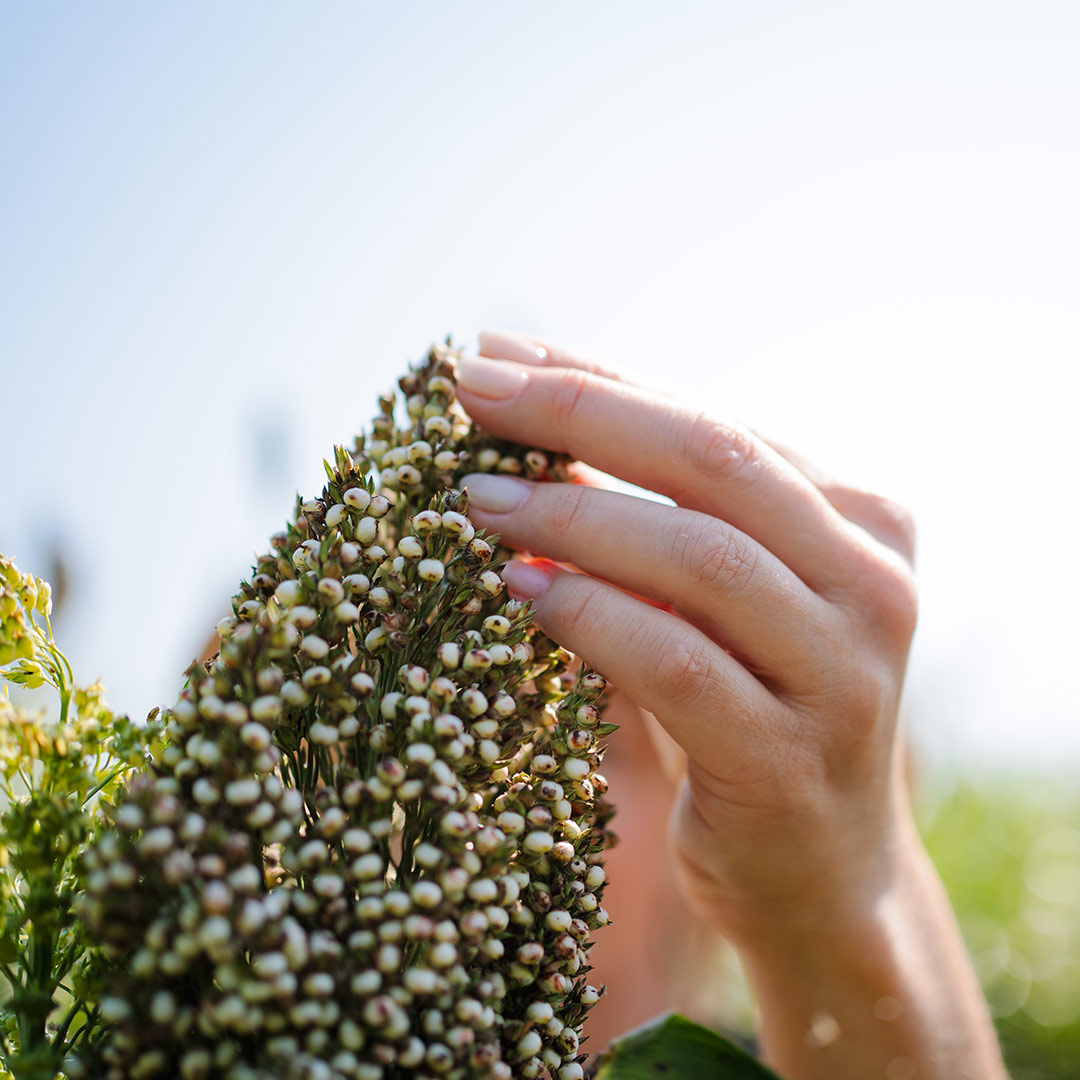 Hand touching sorghum.