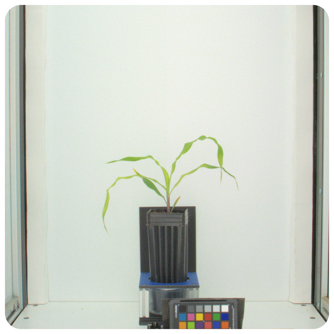 Crop in the Danforth Center's Phenotyping Facility.