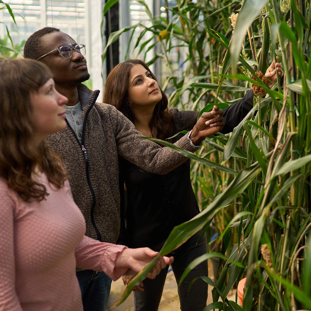 Shakoor lab members inspecting sorghum.