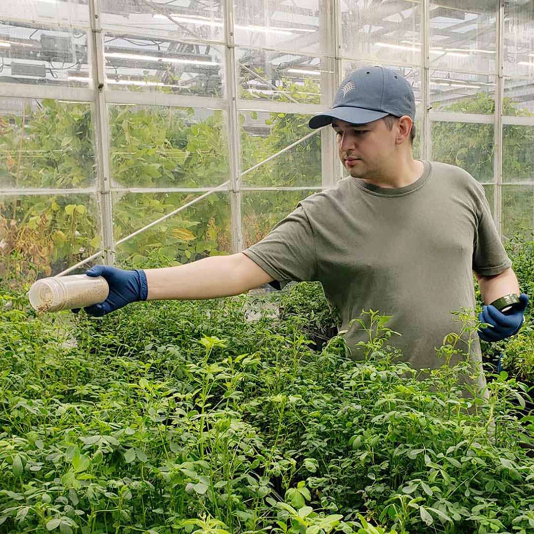 Horticulturist in the Danforth Center Plant Growth Facility.

