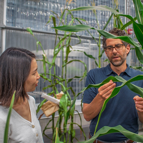 Spearhead Bio team members in a Danforth Center greenhouse.