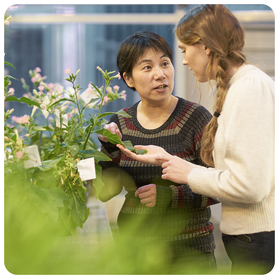 Ru Zhang and lab member in Danforth Center greenhouse.
