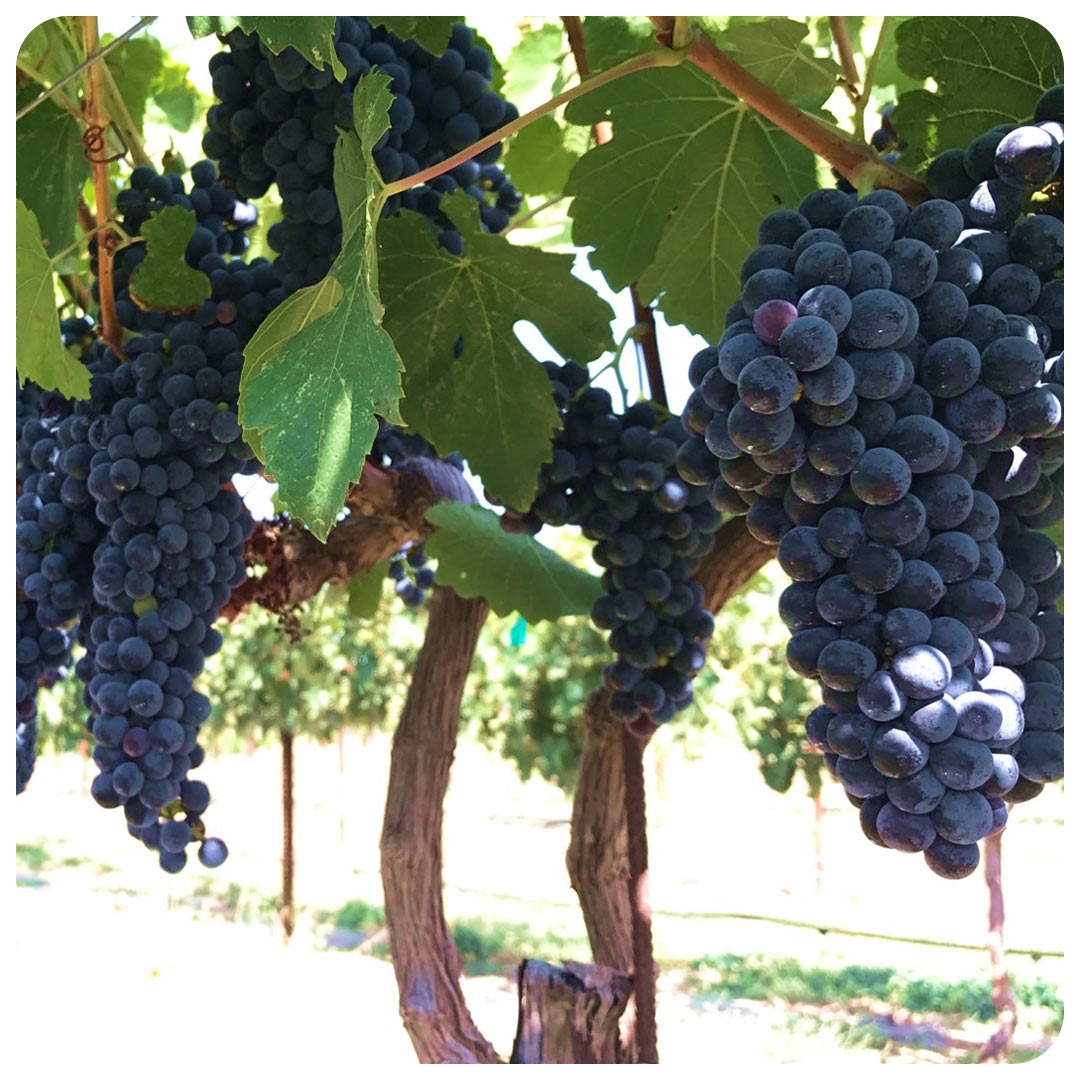 Grapes on a vine.