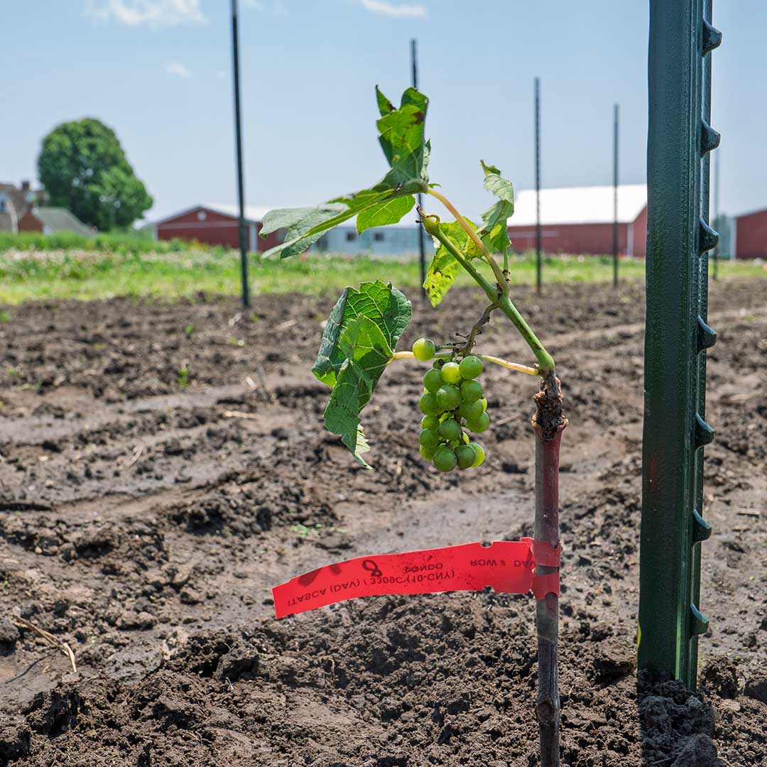 A grafted grapevine at the Danforth Center Field Site.