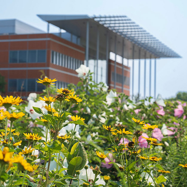 Plants in the Danforth Center prairie.
