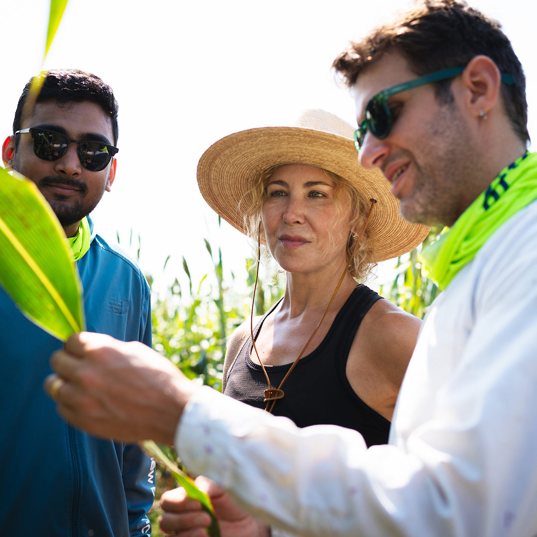 Eveland lab members studying sorghum at the Danforth Center field site.