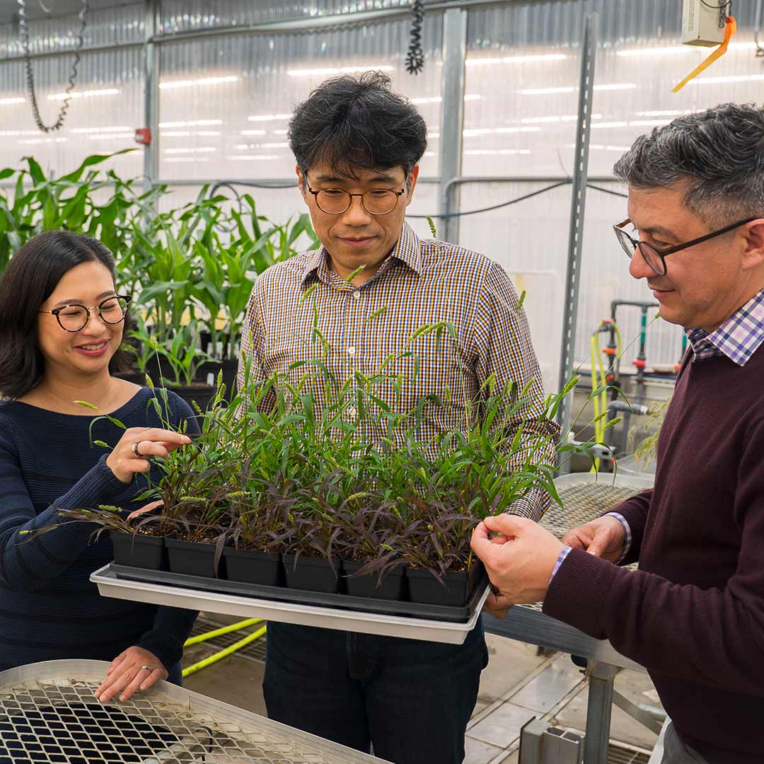 Dmitri Nusinow with Malia Gehan and Dong-Yeon Lee in a Danforth Center greenhouse. 