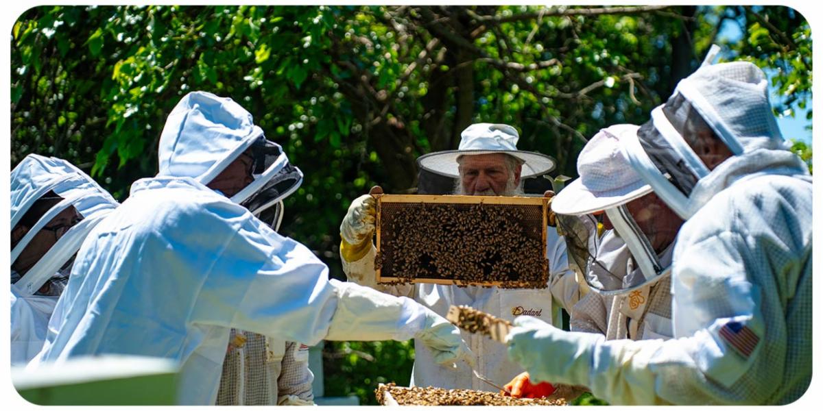 A group of five people in white beekeeping suits and veiled hats examine honeycomb frames covered in bees, surrounded by trees.
