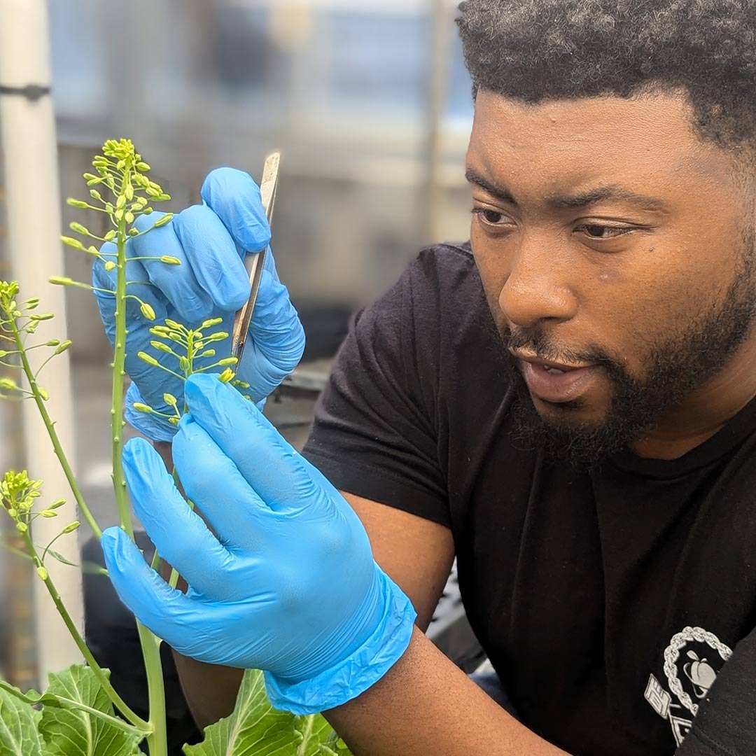 Antonio Brazelton inspecting collard greens.