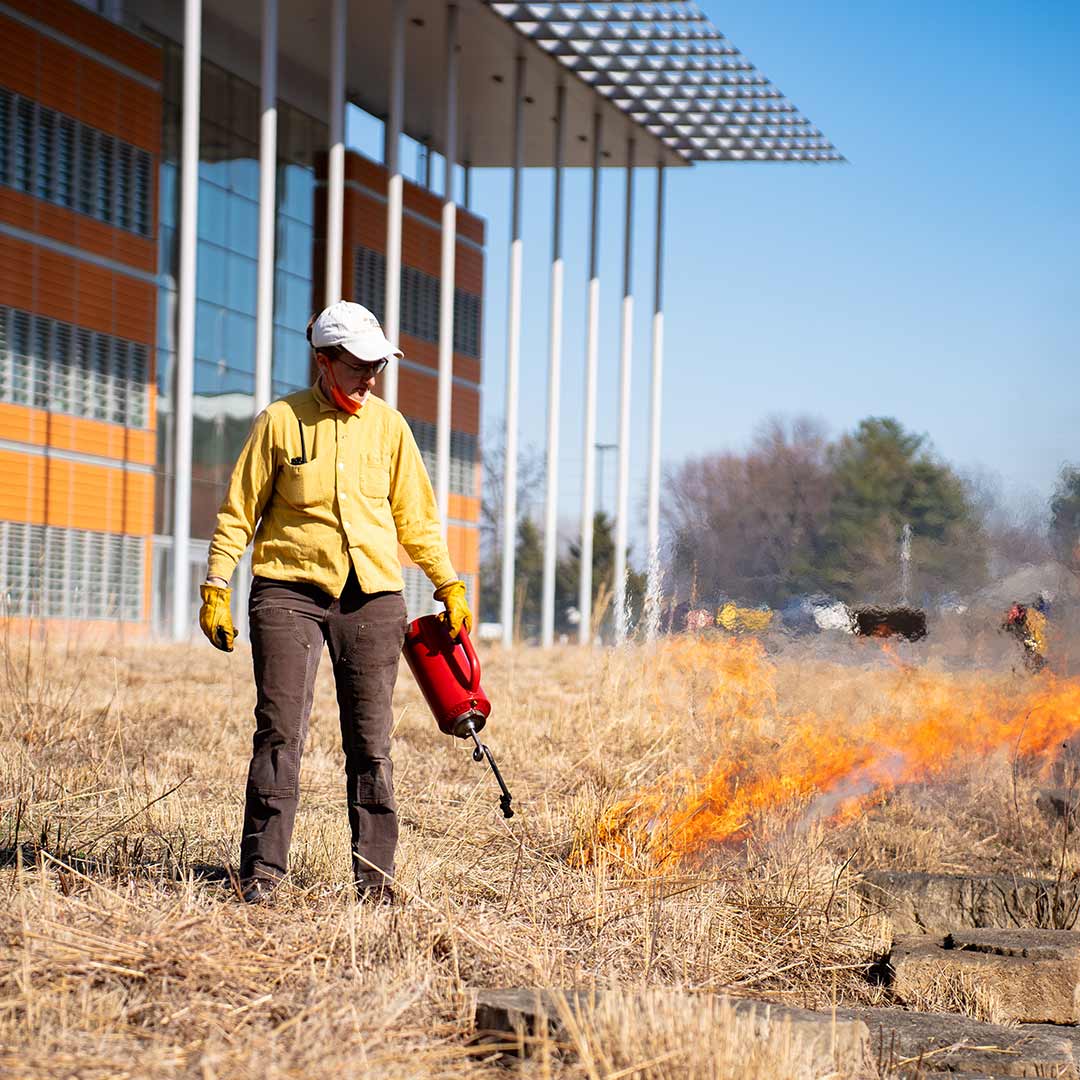 Ecologist lighting the controlled burn on the Danforth Center prairie.

