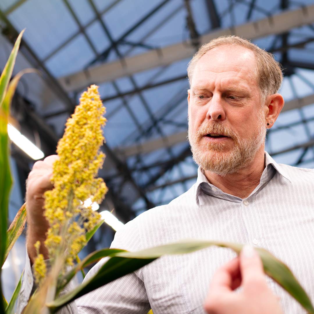 Giles Oldroyd inspecting sorghum.