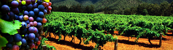 grapes-vineyard-header.jpg