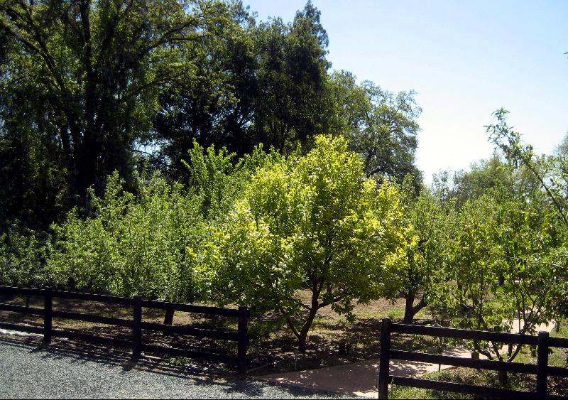 Orchard