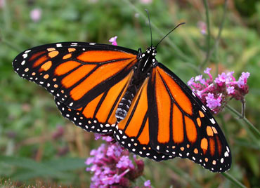 Monarch