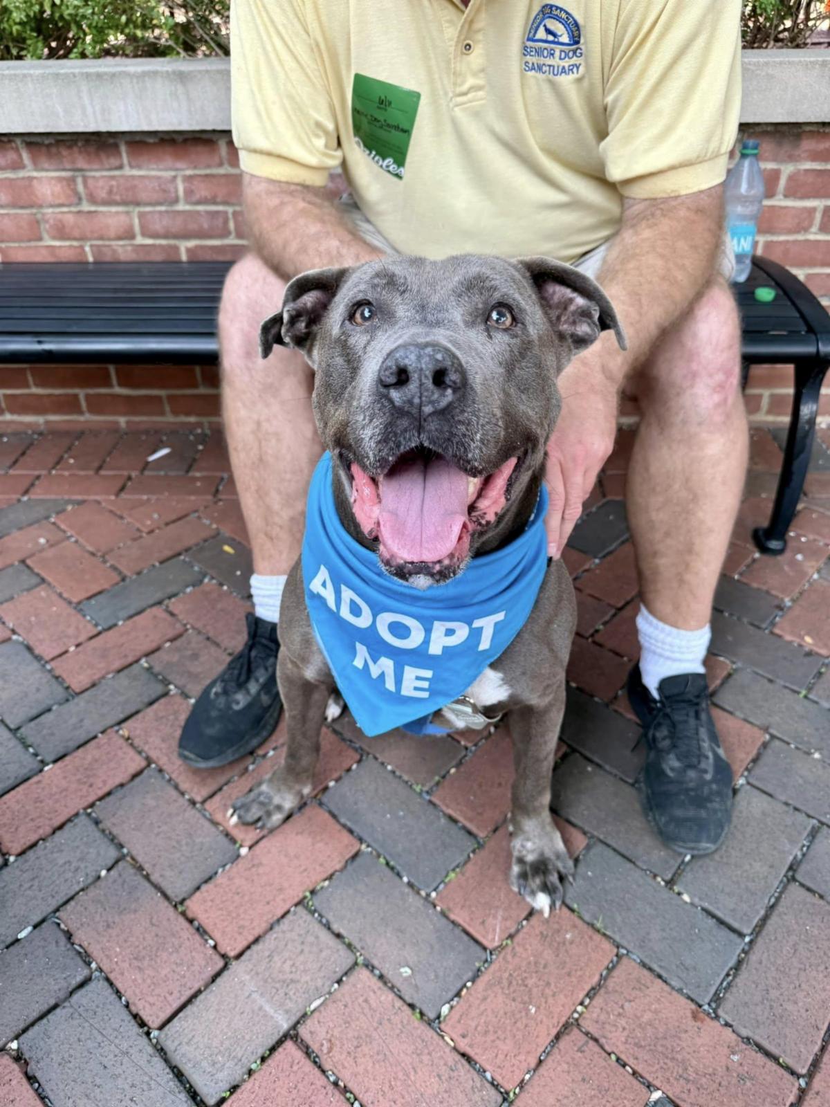 Photo of dog with bandana named King who is available for adoption from the Senior Dog Sanctuary