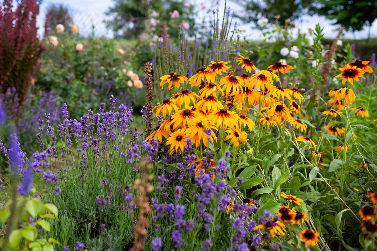 A garden with black eyed susans and lavender.