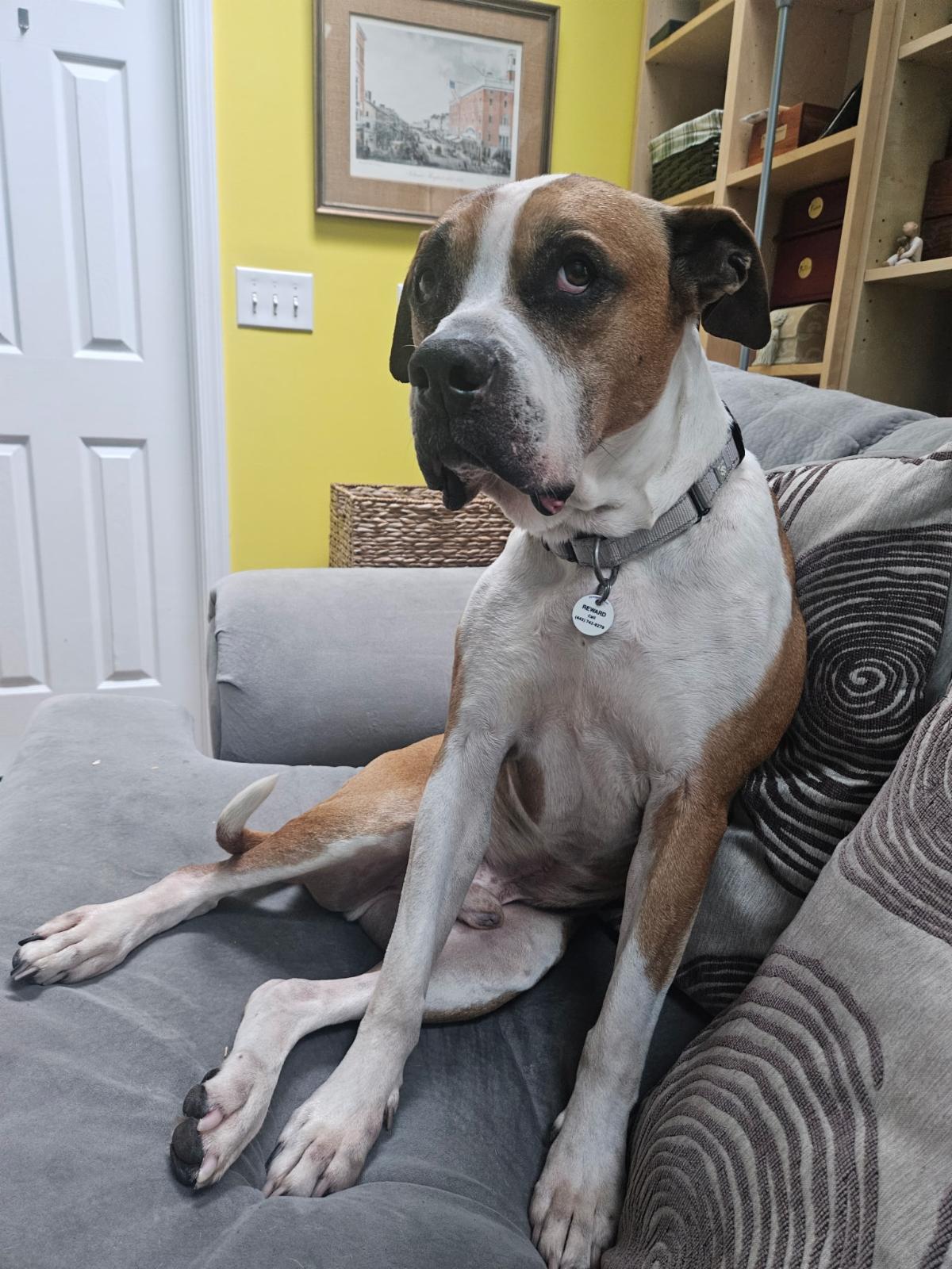 Bud. A 10 year old adoptable neutered male boxer mix senior dog that is available at the senior dog sanctuary. Call 443 742 0270 to learn more.