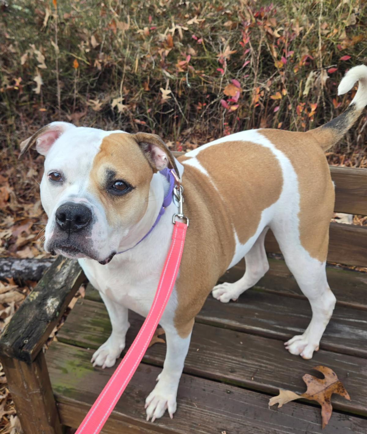 Pierogi. An 8 year old adoptable senior dog that is available at the senior dog sanctuary. Call 443 742 0270 to learn more.