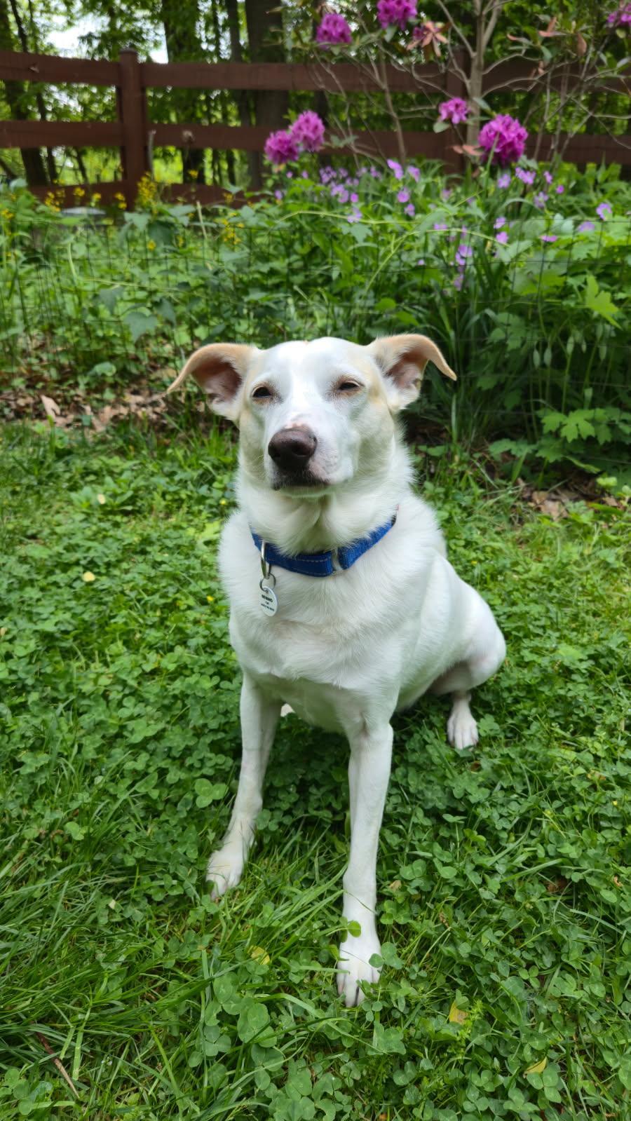 Nori. A 7 year old adoptable senior dog that is available at the senior dog sanctuary. Call 443 742 0270 to learn more.