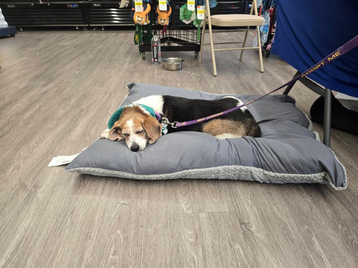 Stretch who is an adoptable dog from the senior dog sanctuary. Call 443 742 0270 to learn more.