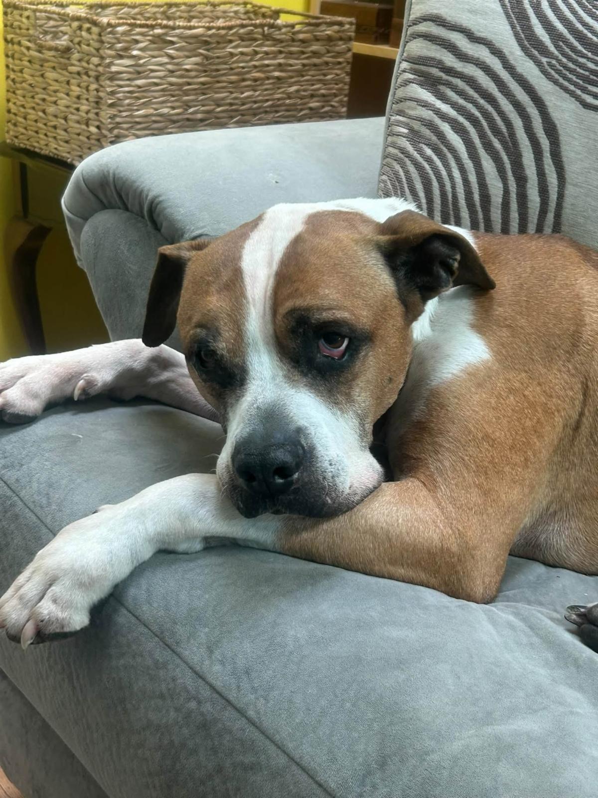 Bud. A 10 year old adoptable neutered male boxer mix senior dog that is available at the senior dog sanctuary. Call 443 742 0270 to learn more.