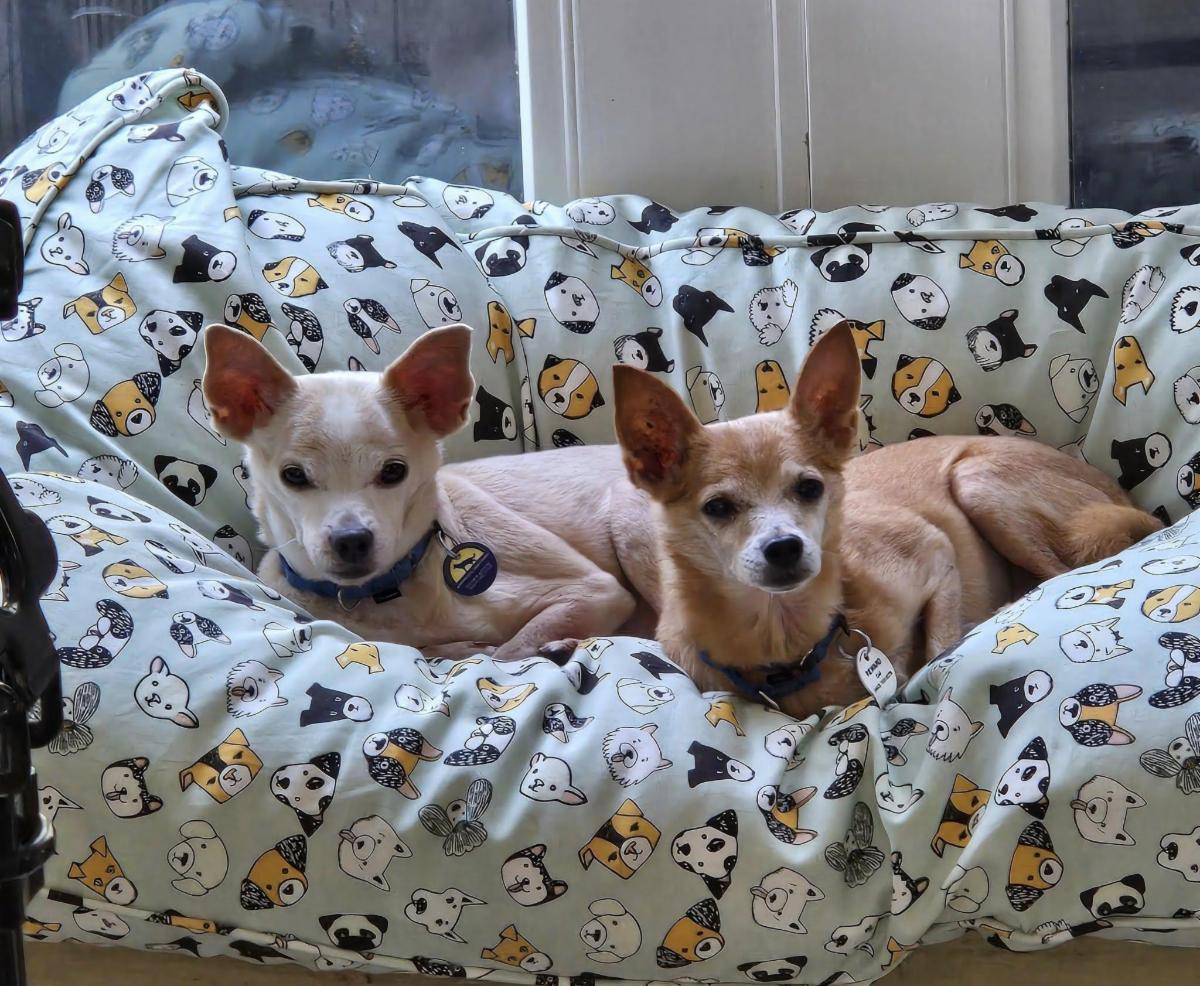 8 year old Huntsman and 10 year old Sam. Two dogs that are available for adoption from the Senior Dog Sanctuary.