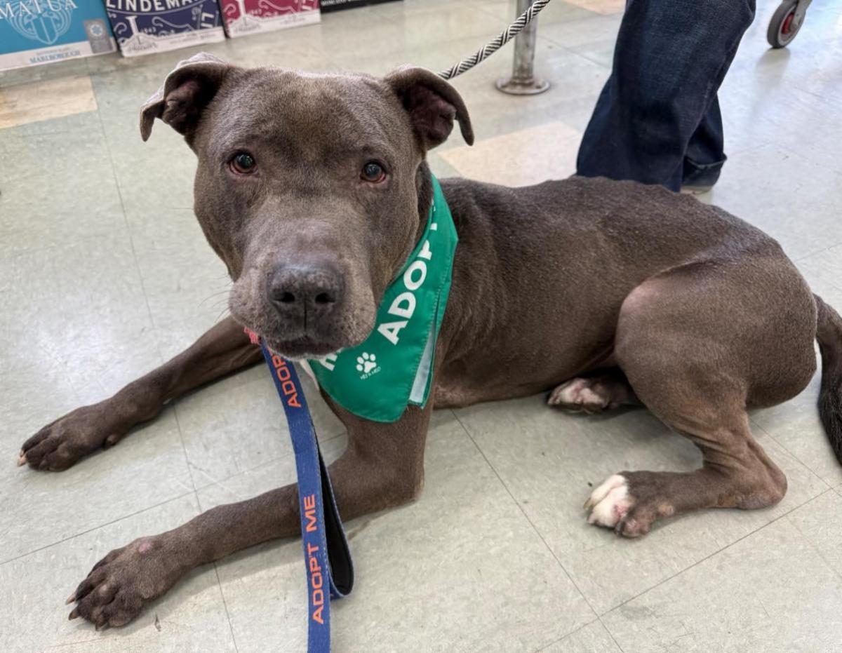 Photo of dog named King laying down. He is available for adoption from the Senior Dog Sanctuary.