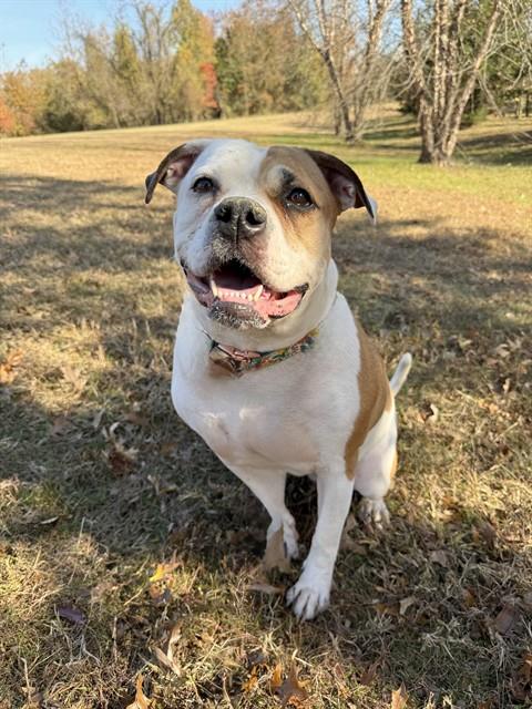 Pierogi. An 8 year old adoptable senior dog that is available at the senior dog sanctuary. Call 443 742 0270 to learn more.