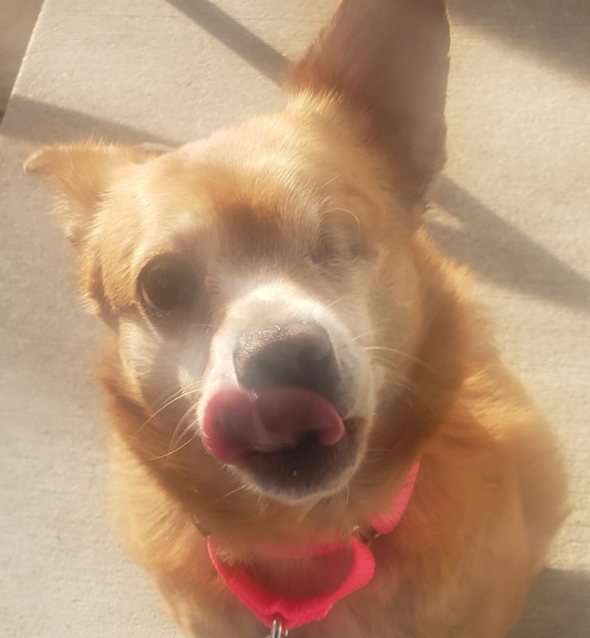 Bentley. An adoptable senior dog that is available at the senior dog sanctuary. Call 443 742 0270 to learn more.