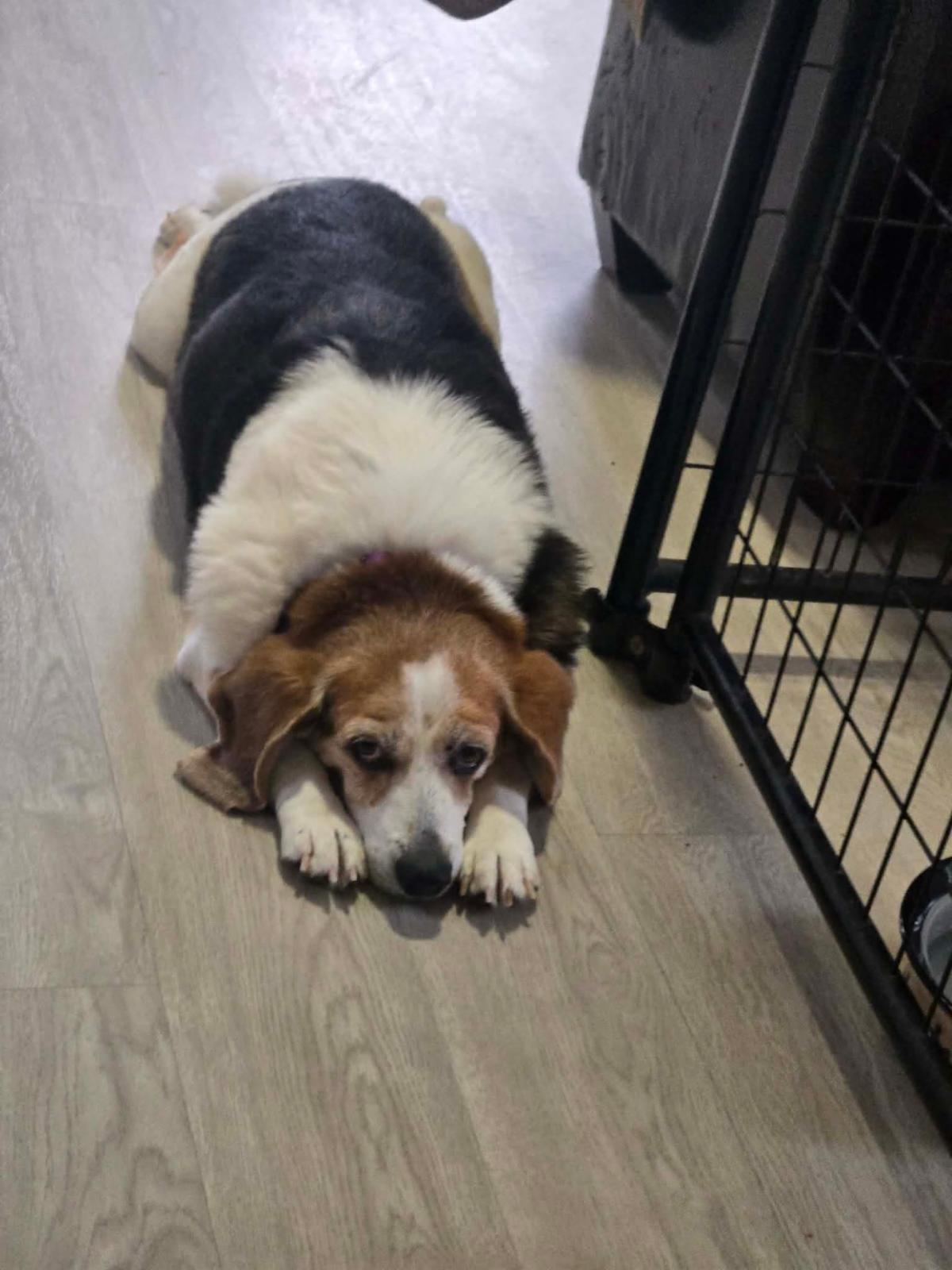 Stretch who is an adoptable dog from the senior dog sanctuary. Call 443 742 0270 to learn more.