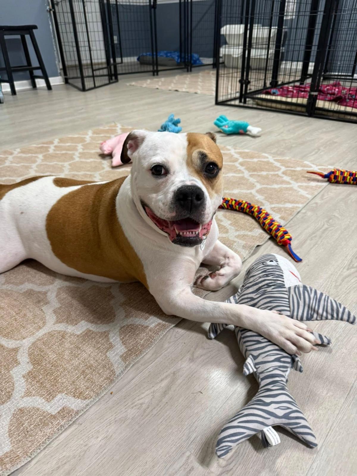 Pierogi. An 8 year old adoptable senior dog that is available at the senior dog sanctuary. Call 443 742 0270 to learn more.