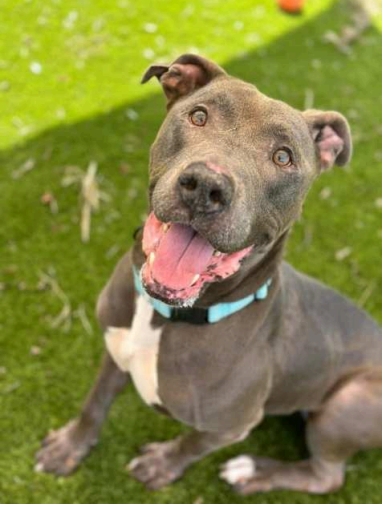 King. A senior pit bull that is available for adoption for the Senior Dog Sanctuary.