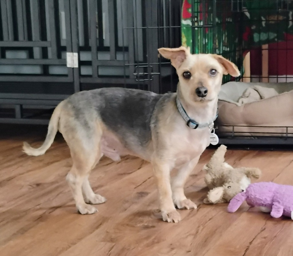 Mayo the dog. An adoptable senior dog available at the Senior Dog Sanctuary.