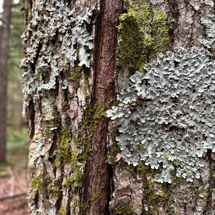 Smooth lungwort (Ricasolia quercizans), which relies on old-growth forests like those in the Adirondack Park