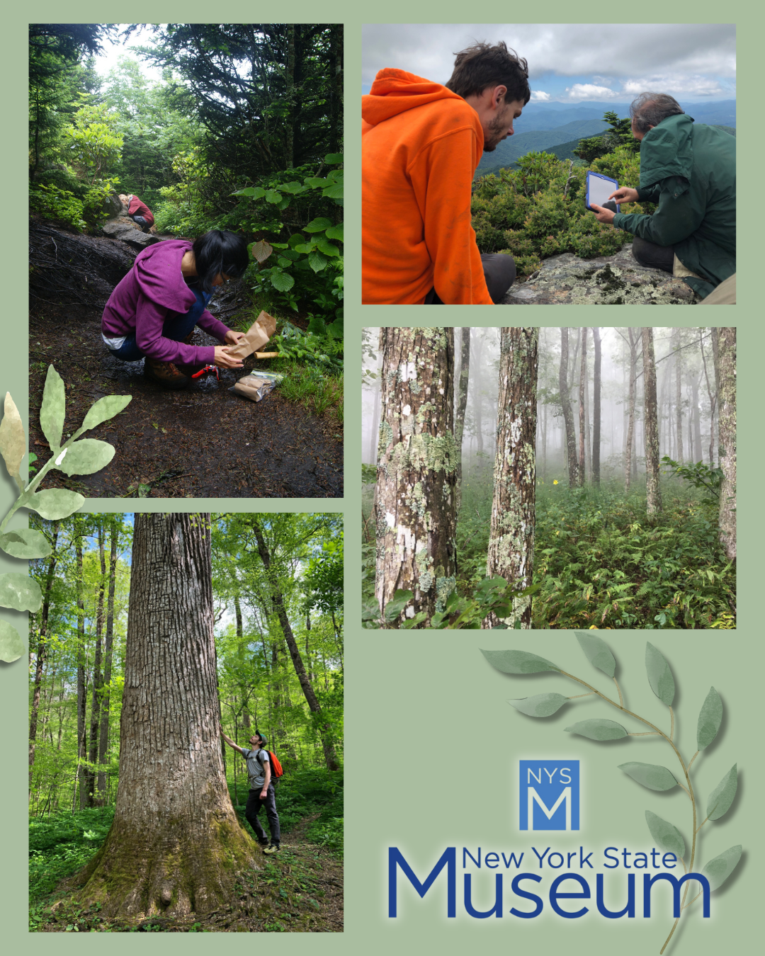 Researchers studying lichens in Appalachian Forests