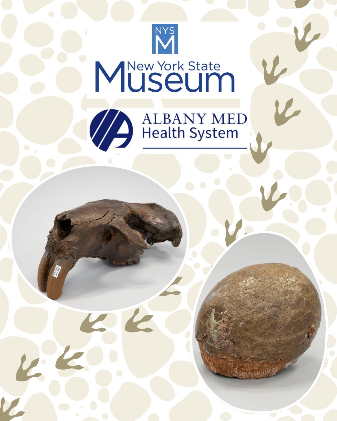 Dinosaur Egg and Giant Beaver Skull
