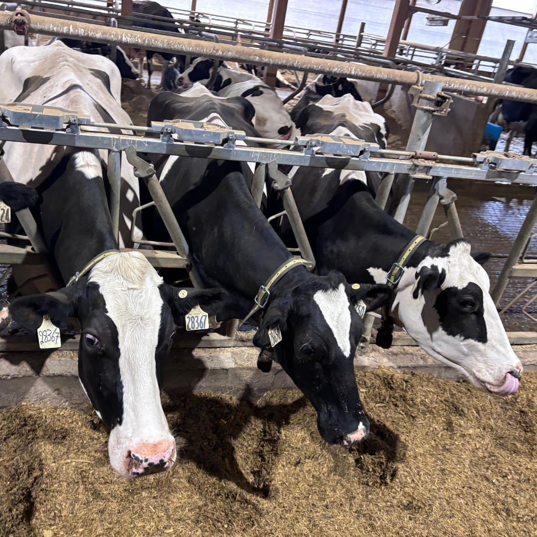 Cows in a barn at an agri-tech partner site