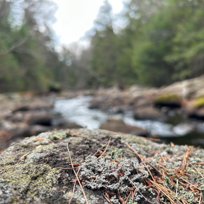 Rock foam lichen (Stereocaulon saxatile), one of many species found on rocks along streams across New York