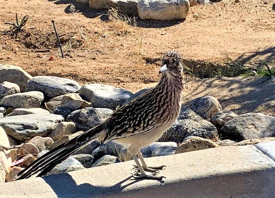 Road runner crop