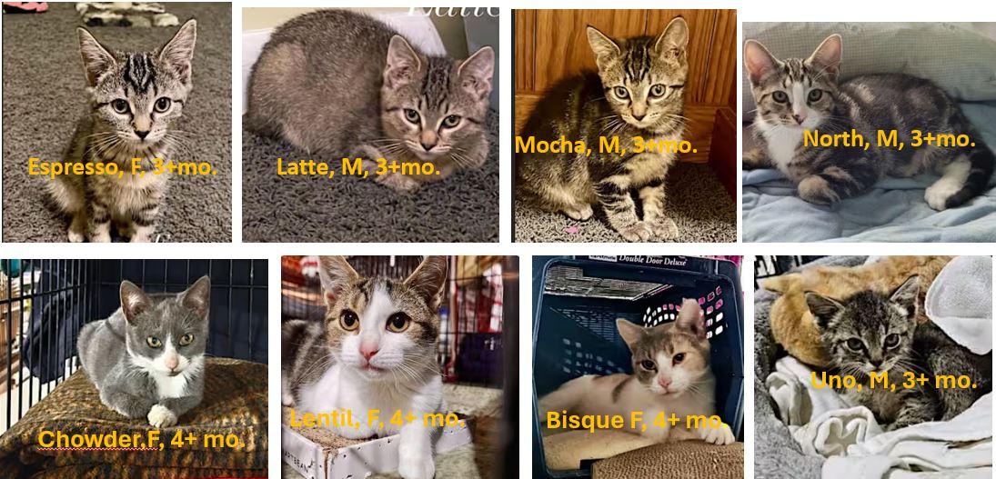 😻 Kittens Seeking Homes Before the Holidays! Meet Them Nov 16th at VCA